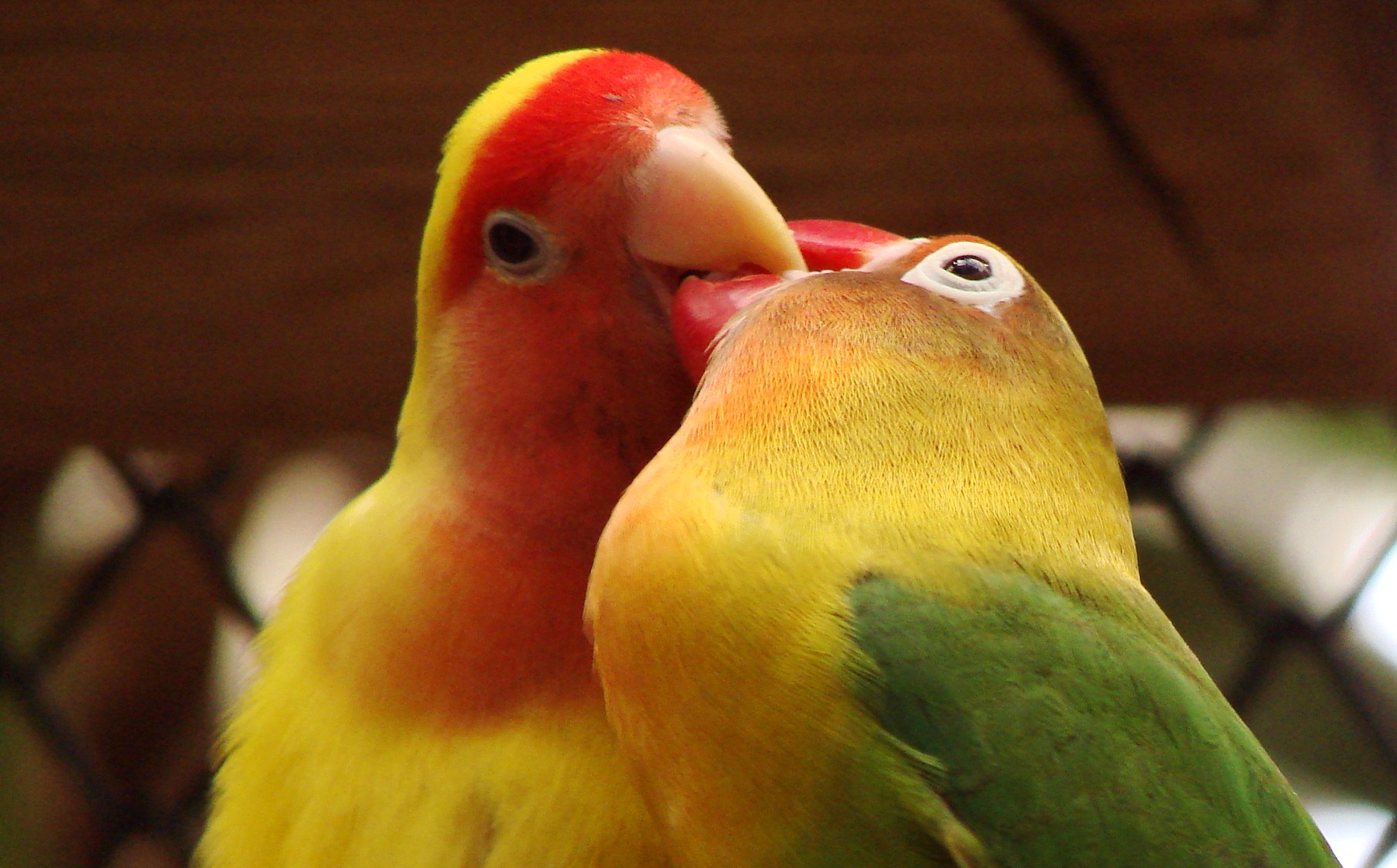 Gli Agapornis, quando l’amore è per sempre. 